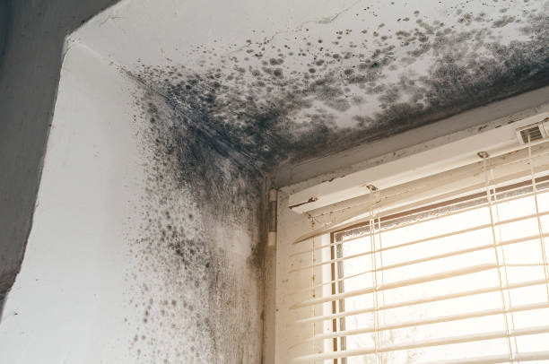 Affordable Black Mold Remediation solutions in Denver, PA